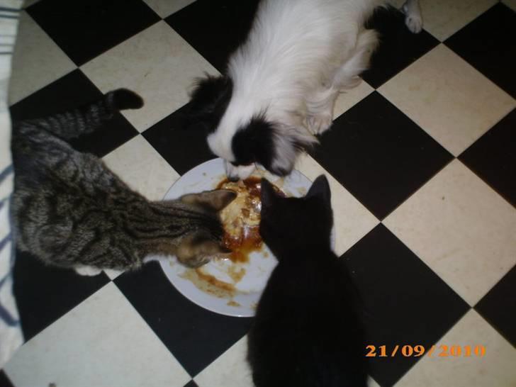 Papillon Zimba - Deler gerne min mad med misserne:-) Jeg ELSKER vores katte billede 20