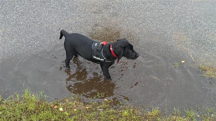 Labrador retriever Rickey billede 1