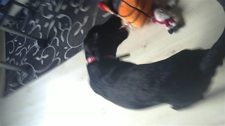 Labrador retriever Rickey billede 2