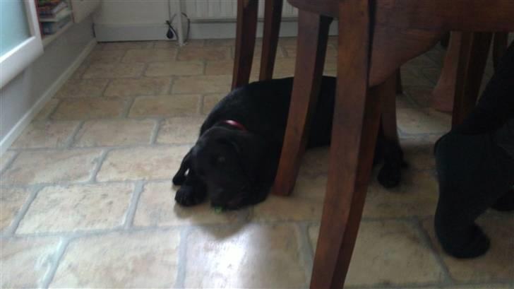 Labrador retriever Rickey billede 3