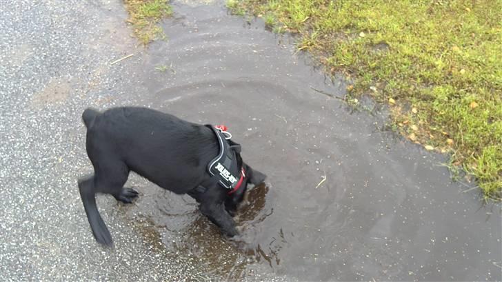 Labrador retriever Rickey billede 4
