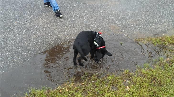 Labrador retriever Rickey billede 5