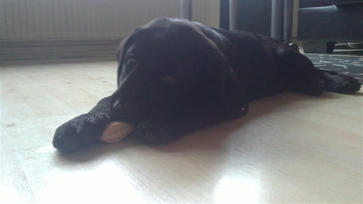 Labrador retriever Rickey billede 6