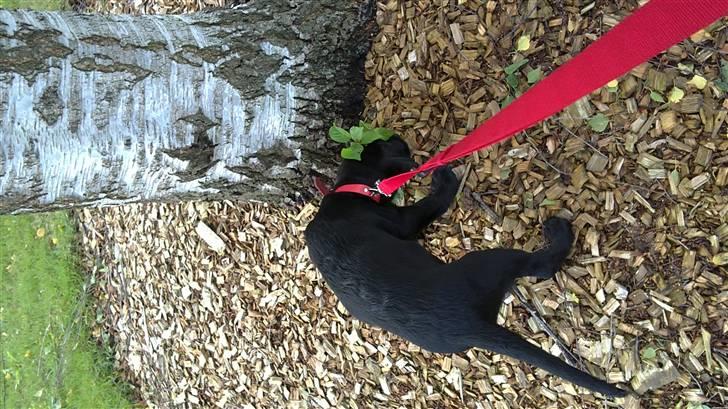 Labrador retriever Rickey billede 7