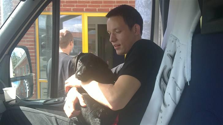 Labrador retriever Rickey billede 8