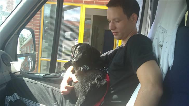 Labrador retriever Rickey billede 9