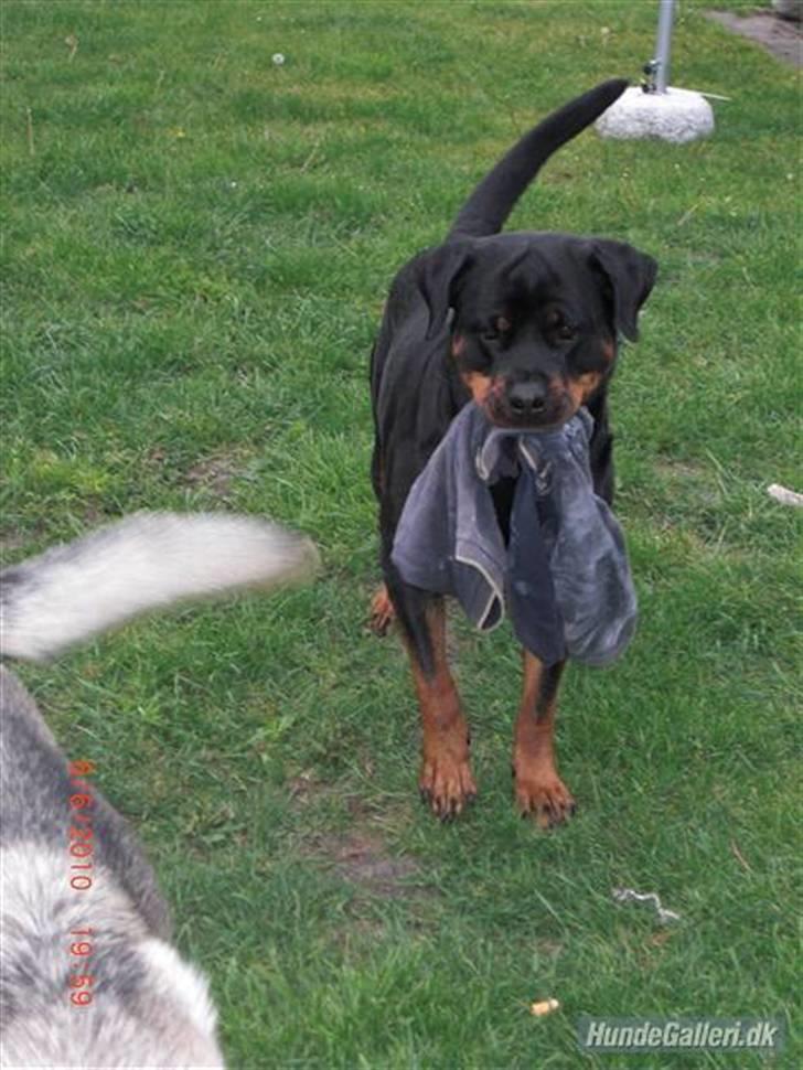 Rottweiler Heitah`s Naomi - Hun er da fantanstik:) billede 1