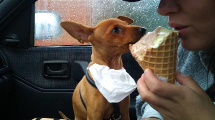 Dvaergpinscher Lilo - Elsker min mor men elsker også is  billede 1