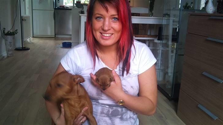 Dvaergpinscher Lilo - Nede for at besøge Lilo for anden gang efter hun blev født billede 2