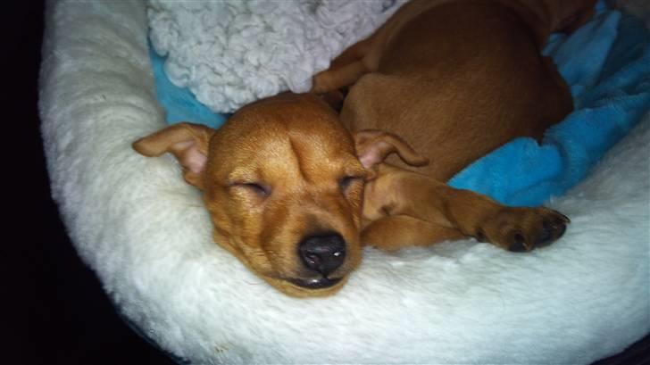 Dvaergpinscher Lilo - Putter med mine søskende - hinnerup 2010 billede 3