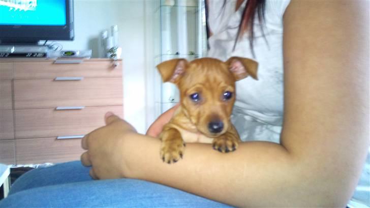 Dvaergpinscher Lilo - Det sidste besøg af ejer i Hinnerup inden jeg flytter hjemme fra billede 4