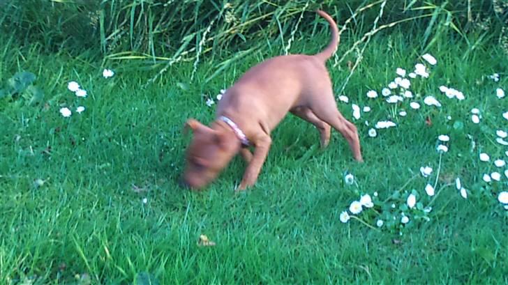 Dvaergpinscher Lilo - Min første gå tur i Viborg 2010 billede 5