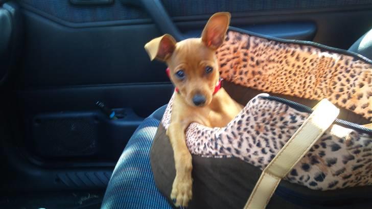 Dvaergpinscher Lilo - cruser - sommeren 2010 billede 6