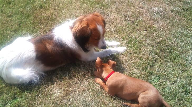 Dvaergpinscher Lilo - Mig og min ven shanti billede 7