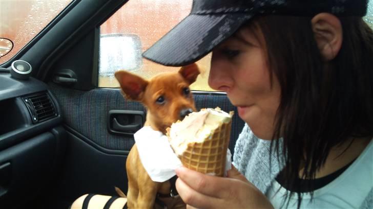 Dvaergpinscher Lilo billede 8