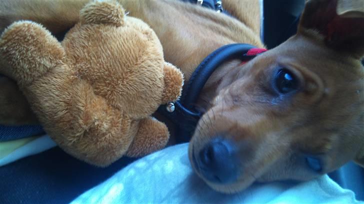 Dvaergpinscher Lilo - sommer 2010 billede 9