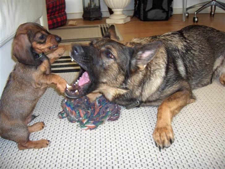 Gravhund Igor - Igor og Isis leger.......... billede 15