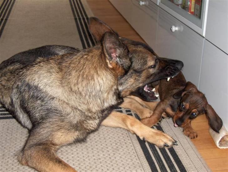 Gravhund Igor billede 16