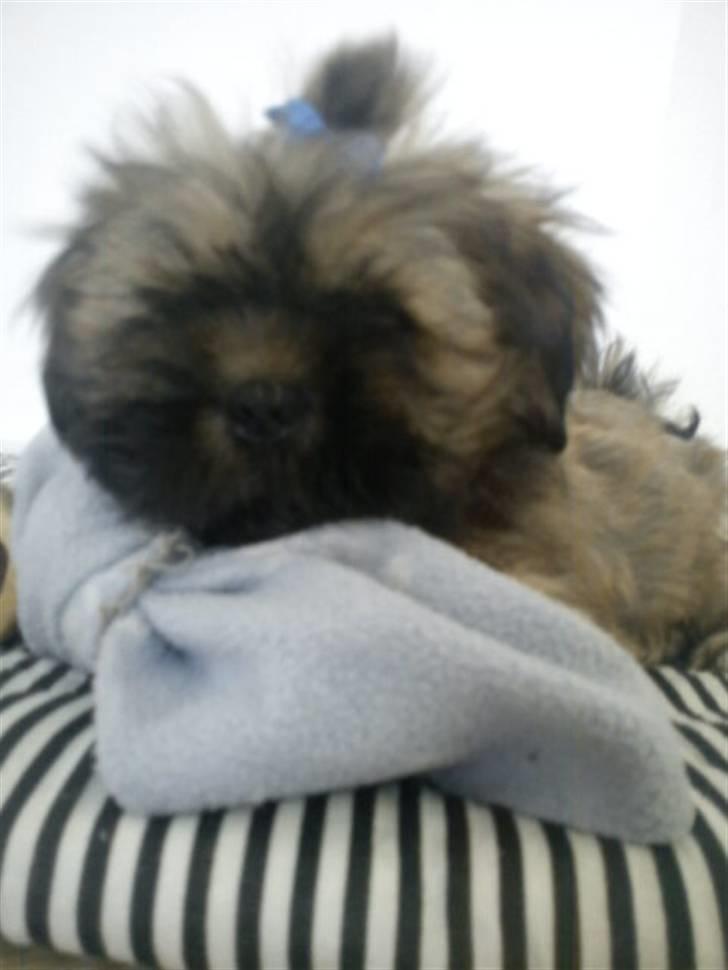 Lhasa apso Hyperion ( BULDER ) billede 2