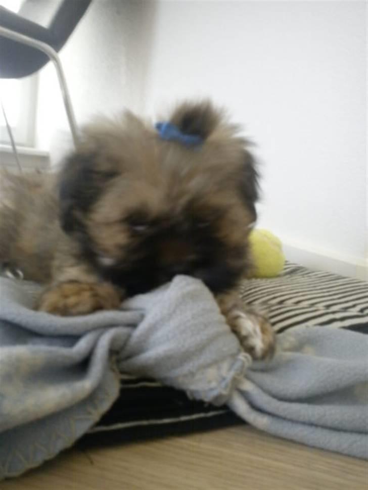 Lhasa apso Hyperion ( BULDER ) billede 4