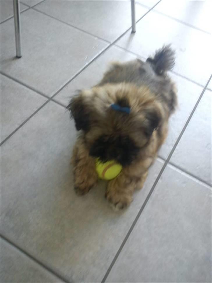 Lhasa apso Hyperion ( BULDER ) billede 5