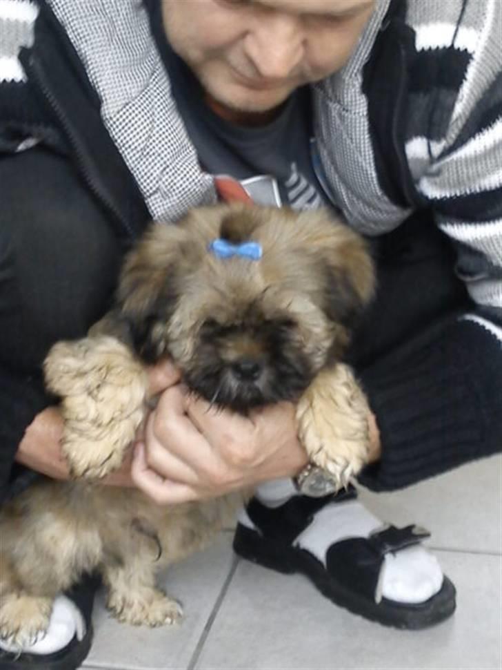 Lhasa apso Hyperion ( BULDER ) billede 7