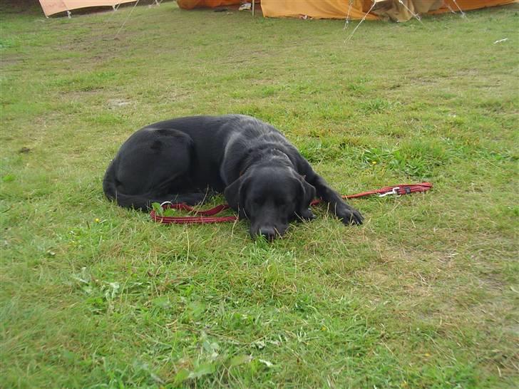 Labrador retriever Bjørn - Mor og Far er ved at pakke telte sammen, og de siger at jeg går i vejen. Så jeg må hellere blive her. FDF Lansdel 1  Aktivlejer 2010 billede 7
