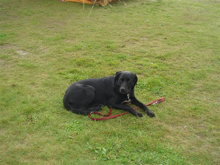 Labrador retriever Bjørn - Mor og Far er ved at pakke telte sammen, og de siger at jeg går i vejen. Så jeg må hellere blive her. FDF Lansdel 1  Aktivlejer 2010 billede 8