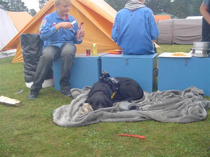 Labrador retriever Bjørn - Gaab... Man bliver træt af at lege med alle de børn FDF Lansdel 1  Aktivlejer 2010 billede 9