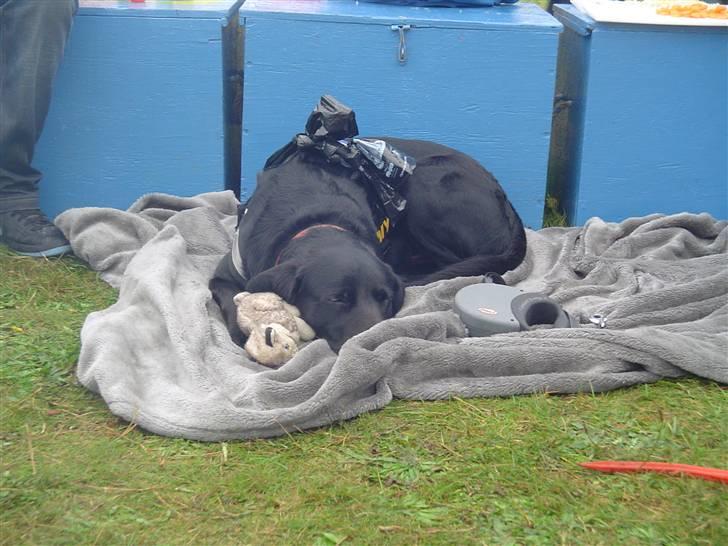 Labrador retriever Bjørn - Gaab... Man bliver træt af at lege med alle de børn FDF Lansdel 1  Aktivlejer 2010 billede 10
