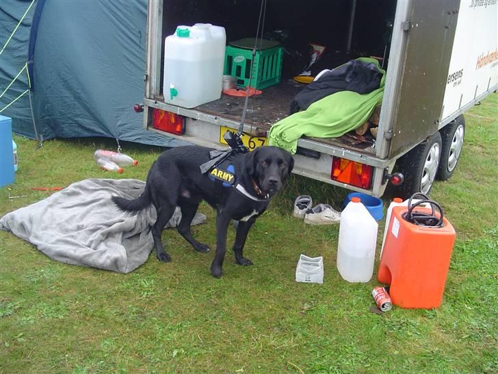Labrador retriever Bjørn - Så er jeg med på min første lejr som FDF Hund.  FDF Lansdel 1  Aktivlejer 2010 billede 11