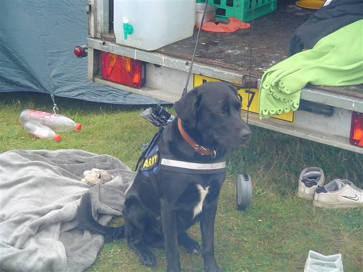Labrador retriever Bjørn - Så er jeg med på min første lejr som FDF Hund.  FDF Lansdel 1  Aktivlejer 2010 billede 12