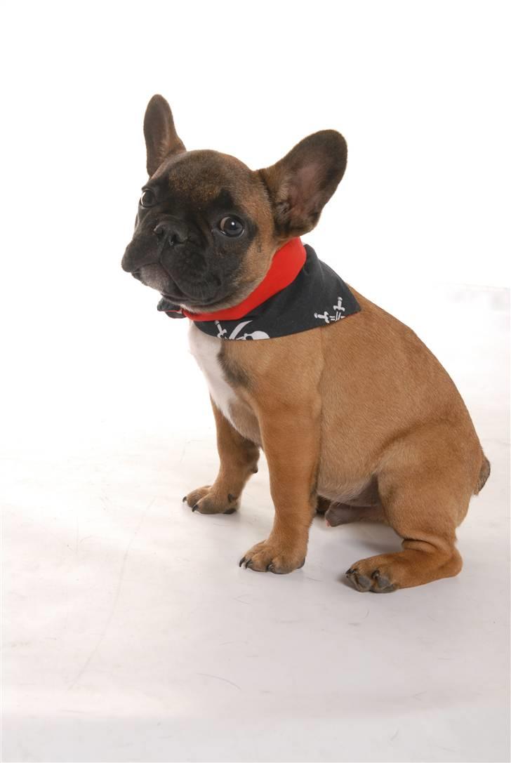 Fransk bulldog Rainbow Angels Mr Keanu billede 9