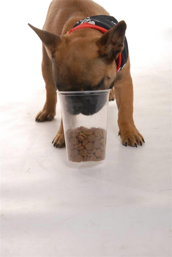 Fransk bulldog Rainbow Angels Mr Keanu billede 10