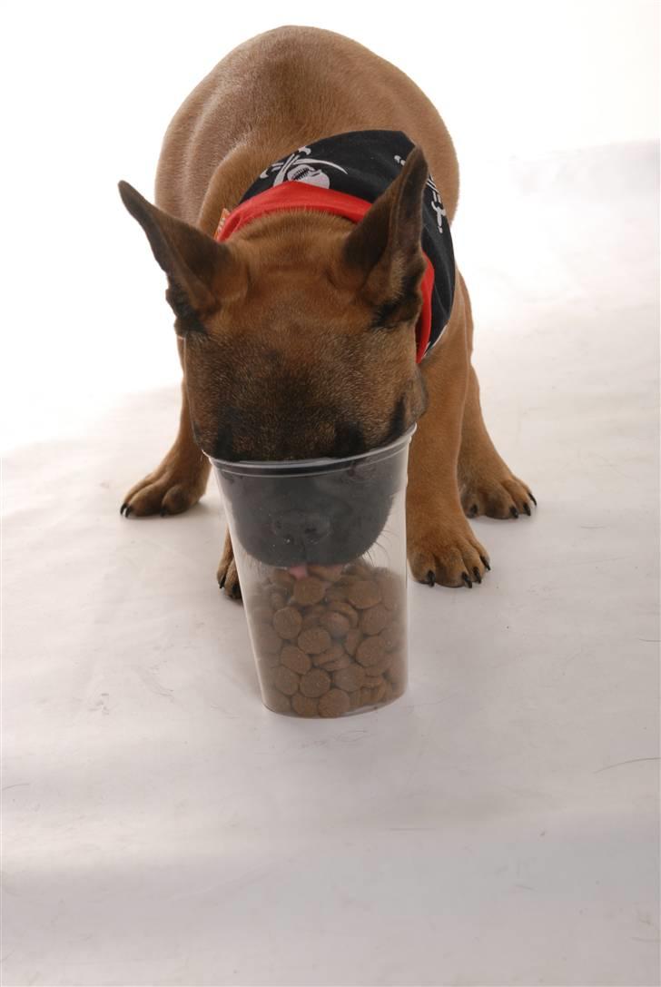 Fransk bulldog Rainbow Angels Mr Keanu billede 11