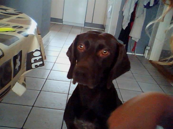 Blanding af racer Tiki billede 10