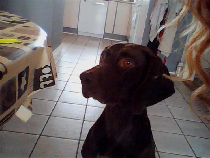 Blanding af racer Tiki billede 11