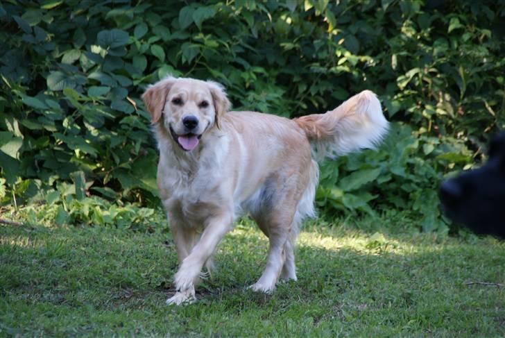 Golden retriever Lady Molly ll billede 19
