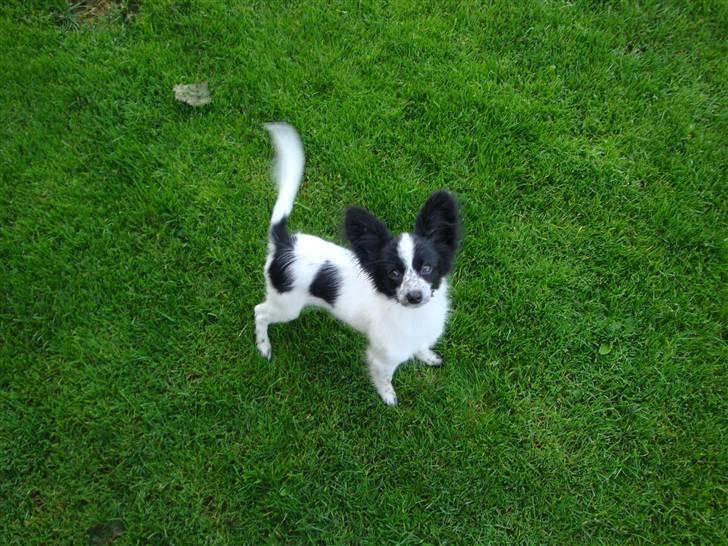 Papillon Simba billede 6