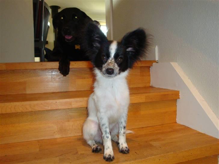 Papillon Simba billede 7