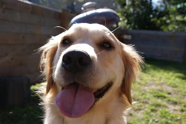 Golden retriever Lady Molly ll billede 20