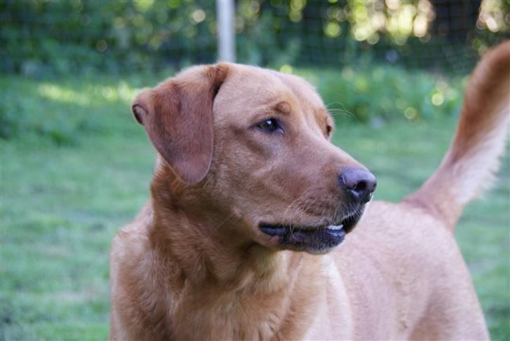 Labrador retriever Rollo billede 19