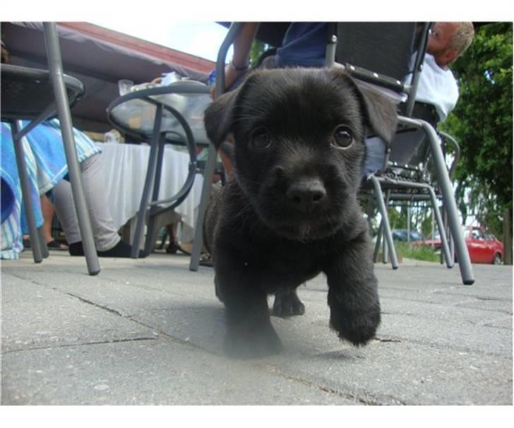 Blanding af racer Ami billede 1