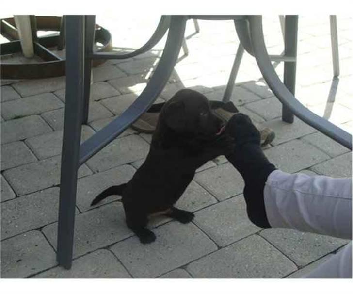 Blanding af racer Ami billede 2