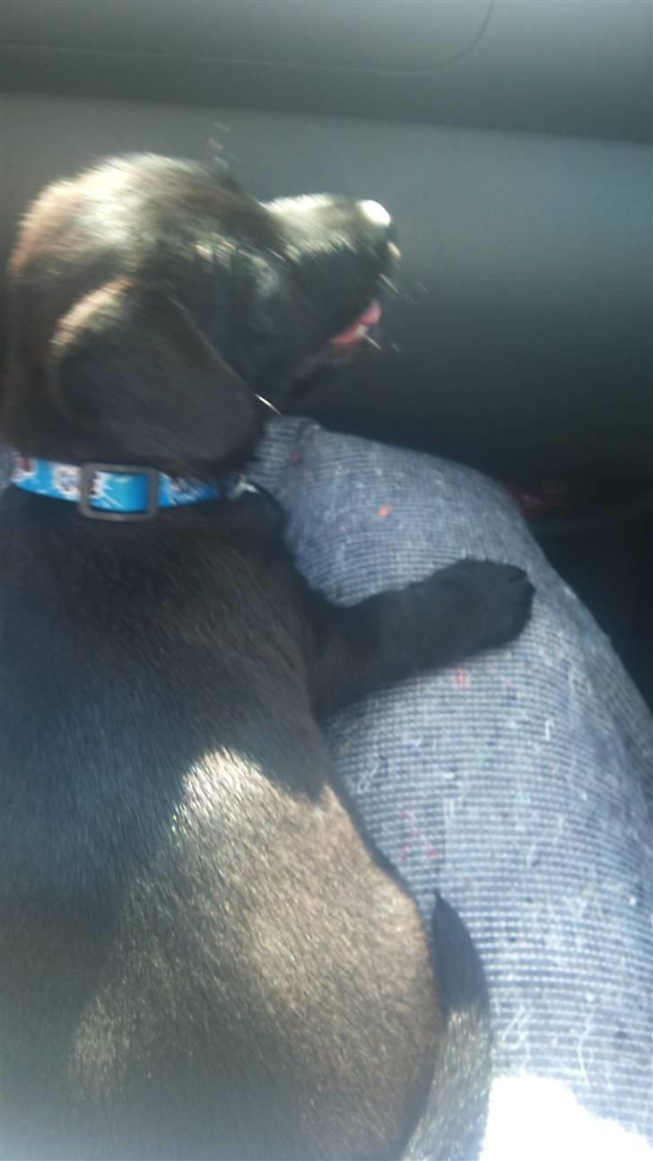 Blanding af racer Ami billede 3