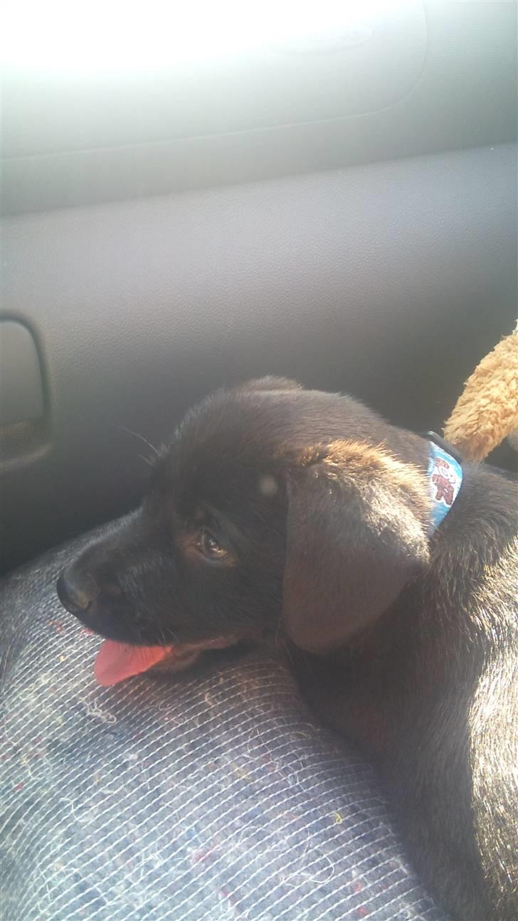 Blanding af racer Ami billede 4