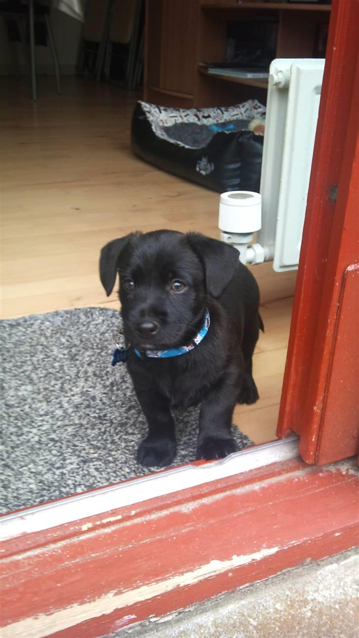 Blanding af racer Ami billede 5