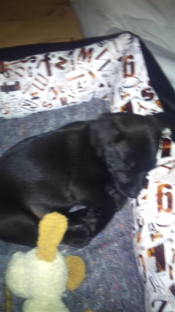 Blanding af racer Ami billede 6