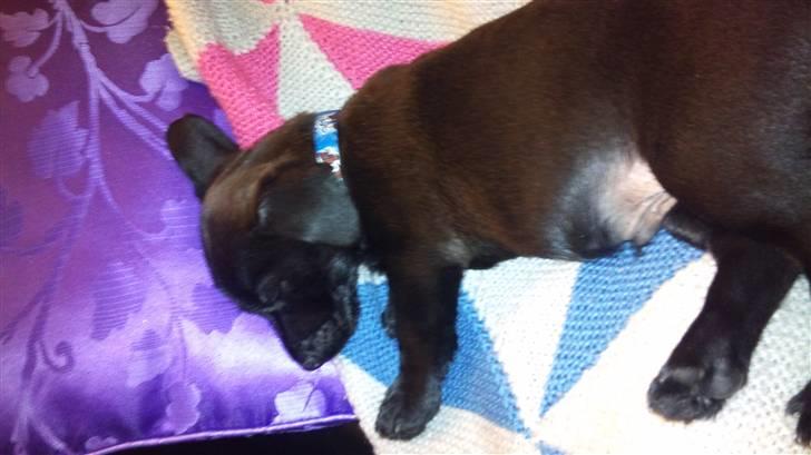 Blanding af racer Ami billede 7