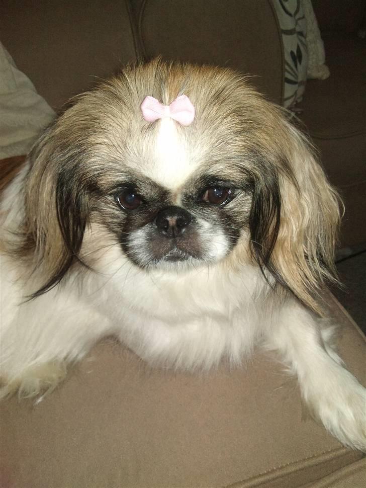 Pekingeser Gizmo billede 20